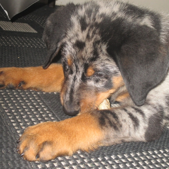 Image pour l'annonce Vends Beauceron Arlequin
