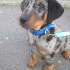 Image pour l'annonce Vends Beauceron Arlequin
