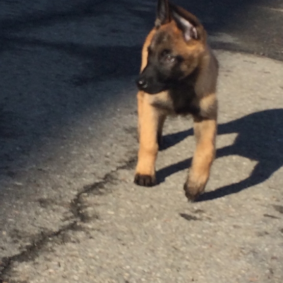 Image pour l'annonce chiot malinois male
