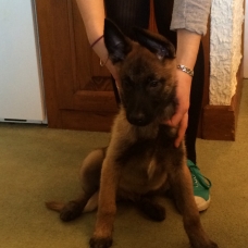Image pour l'annonce chiot malinois male