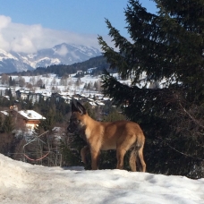 Image pour l'annonce chiot malinois male