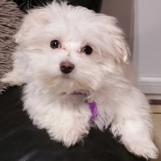 Image pour l'annonce Chiot Coton de Tulear, 4 mois