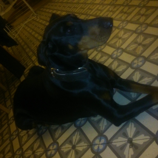 Image pour l'annonce A réserver chiots dobermann