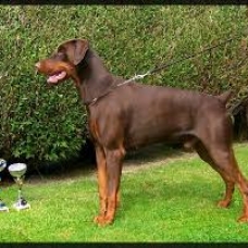 Image pour l'annonce A réserver chiots dobermann