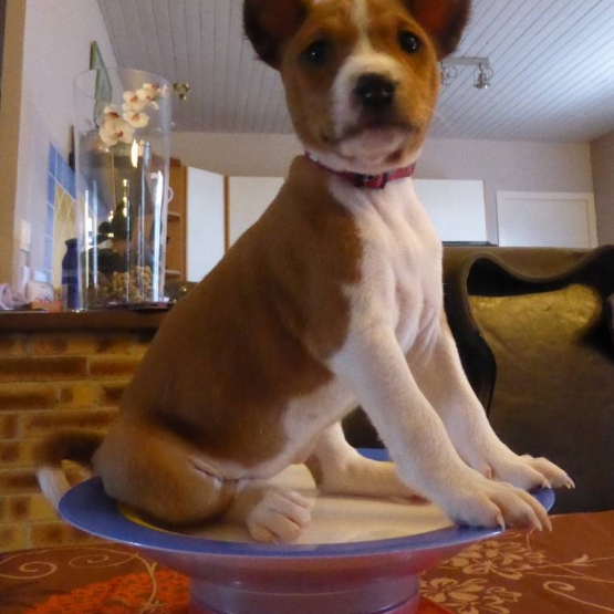 Image pour l'annonce a réserver chiots basenji