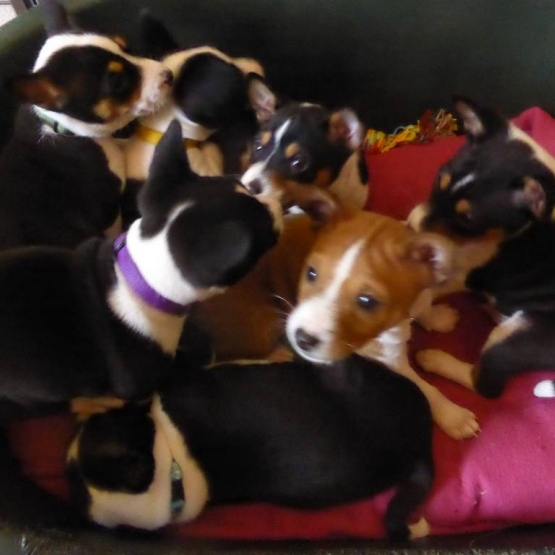Image pour l'annonce a réserver chiots basenji