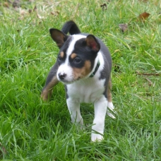 Image pour l'annonce a réserver chiots basenji
