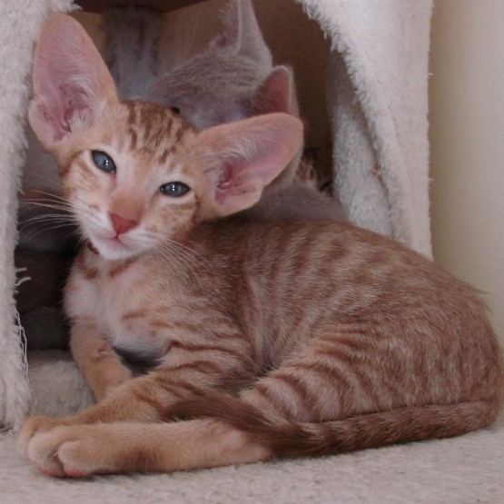 Image pour l'annonce Chaton mâle oriental cinnamon spotted tabby - pedigree / loof