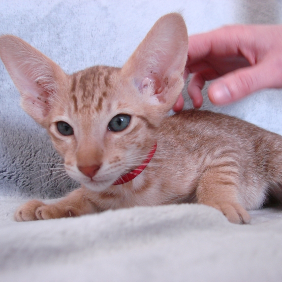Image pour l'annonce Chaton mâle oriental cinnamon spotted tabby - pedigree / loof