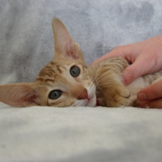Image pour l'annonce Chaton mâle oriental cinnamon spotted tabby - pedigree / loof