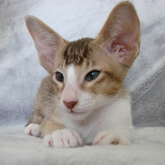 Image pour l'annonce Chaton mâle oriental bicolore chocolat ticked tabby et blanc - loof