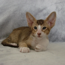 Image pour l'annonce Chaton mâle oriental bicolore chocolat ticked tabby et blanc - loof