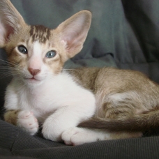 Image pour l'annonce Chaton mâle oriental bicolore chocolat ticked tabby et blanc - loof
