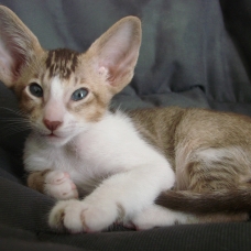 Image pour l'annonce Chaton mâle oriental bicolore chocolat ticked tabby et blanc - loof