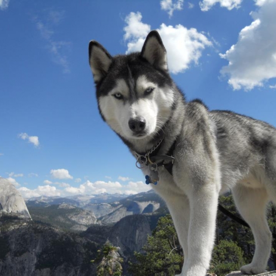 Image pour l'annonce cherche husky ou berger suisse