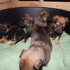 Image pour l'annonce chiots à réserver