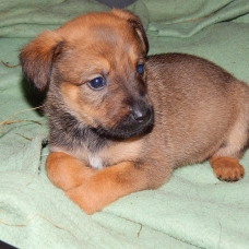 Image pour l'annonce chiots à réserver
