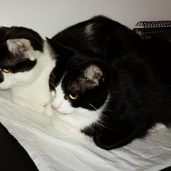 Image pour l'annonce Donne 2 jeunes chats