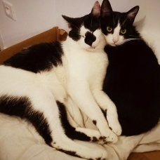 Image pour l'annonce Donne 2 jeunes chats