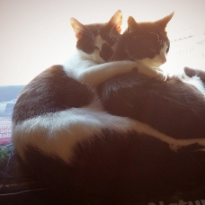 Image pour l'annonce Donne 2 jeunes chats