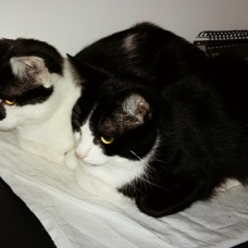 Image pour l'annonce Donne 2 jeunes chats