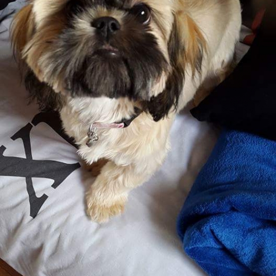 Image pour l'annonce Vends shih tzu