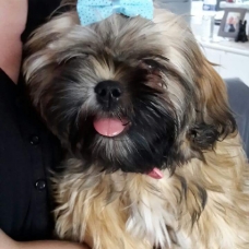 Image pour l'annonce Vends shih tzu