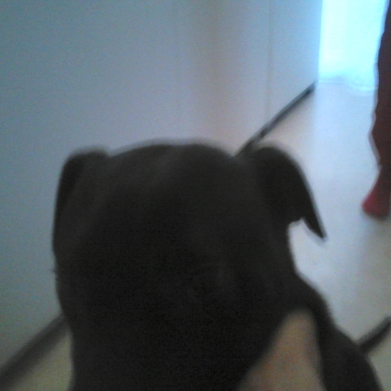 Image pour l'annonce Donne contre bons soins chiot croisé Labrador/X
