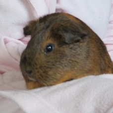 Image pour l'annonce Urgent cherche famille d'adoption pour Rose , douce cochon inde de  2 ans