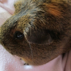 Image pour l'annonce Urgent cherche famille d'adoption pour Rose , douce cochon inde de  2 ans