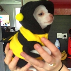 Image pour l'annonce chiot chihuahua toy