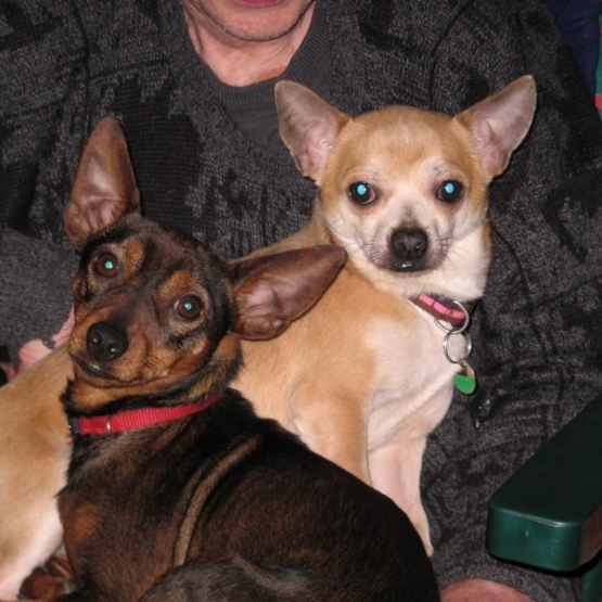 Image pour l'annonce A adopter : GOOGLE, croisé chihuahua crème, 4 ans 1/2 - M