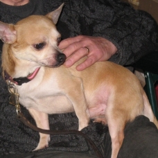 Image pour l'annonce A adopter : GOOGLE, croisé chihuahua crème, 4 ans 1/2 - M