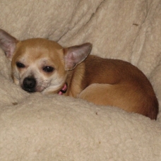 Image pour l'annonce A adopter : GOOGLE, croisé chihuahua crème, 4 ans 1/2 - M