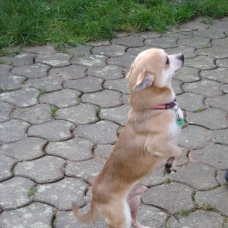 Image pour l'annonce A adopter : GOOGLE, croisé chihuahua crème, 4 ans 1/2 - M