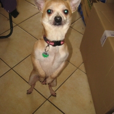 Image pour l'annonce A adopter : GOOGLE, croisé chihuahua crème, 4 ans 1/2 - M