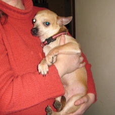 Image pour l'annonce A adopter : GOOGLE, croisé chihuahua crème, 4 ans 1/2 - M