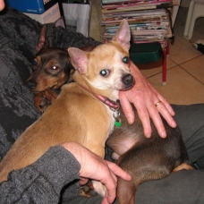 Image pour l'annonce A adopter : GOOGLE, croisé chihuahua crème, 4 ans 1/2 - M