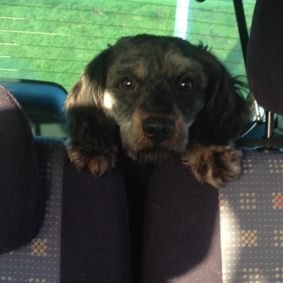Image pour l'annonce A adopter : ROY, croisé caniche 3 ans - M
