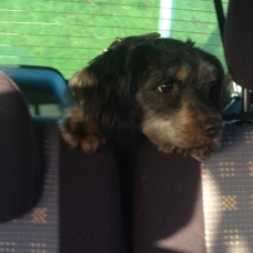 Image pour l'annonce A adopter : ROY, croisé caniche 3 ans - M