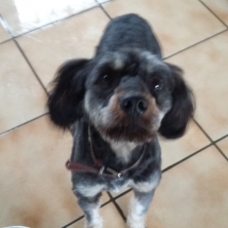 Image pour l'annonce A adopter : ROY, croisé caniche 3 ans - M