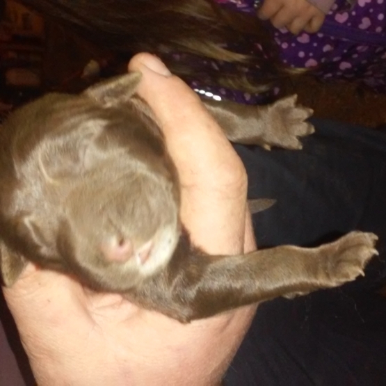 Image pour l'annonce Donne chiots