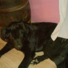 Image pour l'annonce Donne chiots