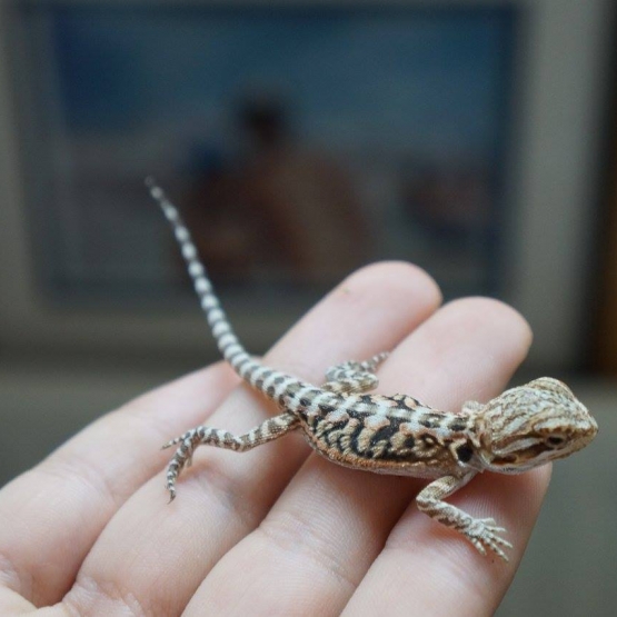 Image pour l'annonce Vends Pogona juvénile (phasés)