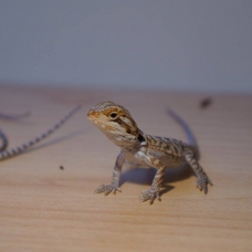 Image pour l'annonce Vends Pogona juvénile (phasés)