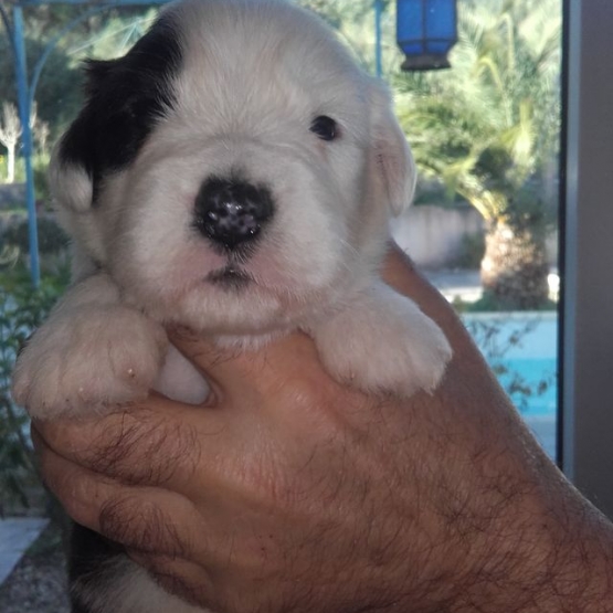 Image pour l'annonce A RESERVER CHIOTS BOBTAILS
