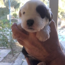 Image pour l'annonce A RESERVER CHIOTS BOBTAILS