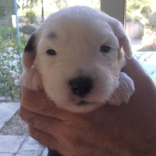 Image pour l'annonce A RESERVER CHIOTS BOBTAILS