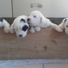 Image pour l'annonce A RESERVER CHIOTS BOBTAILS
