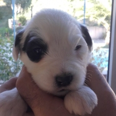 Image pour l'annonce A RESERVER CHIOTS BOBTAILS